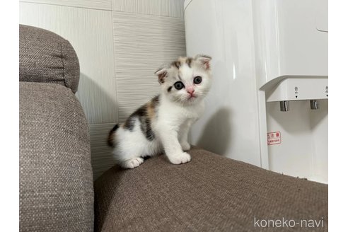 販売中の茨城県のスコティッシュフォールド(折れ耳)-118856の5枚目